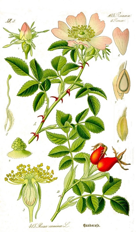 گل نسترن