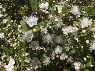 خواص عرق مورد