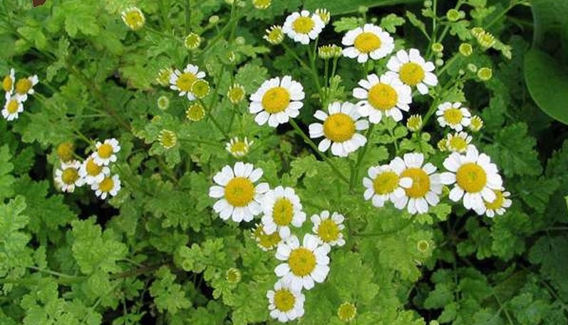 خواص گیاه مخلصه