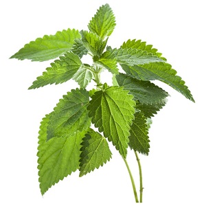 گزنه