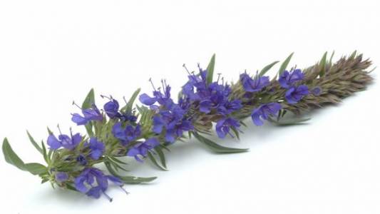 خواص گل زوفا