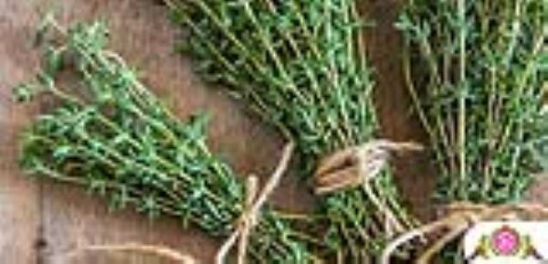 خواص آویشن و عرق آویشن