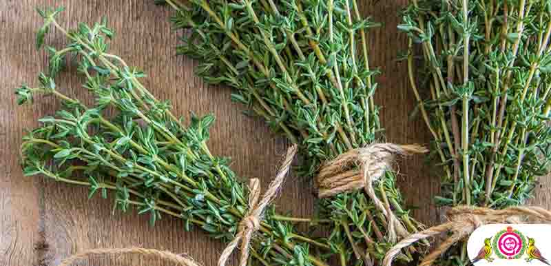 خواص آویشن و عرق آویشن